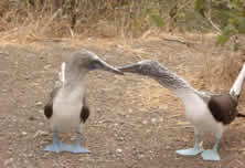 Blue Footed Boobies, Puerto Lopez 